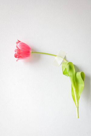 Pink tulip taped to a white textured wall. Conceptual minimalist image with emotional undertoneの写真素材
