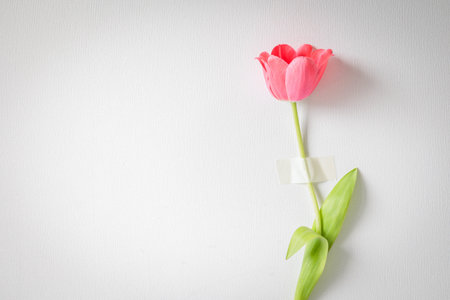 Pink tulip fixed to a white wall with tape. A clean and symbolic still life capturing fragility, restraint, and minimalist beauty through natural light and floral emotionの写真素材