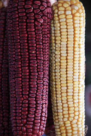 Red and yellow corn.の写真素材
