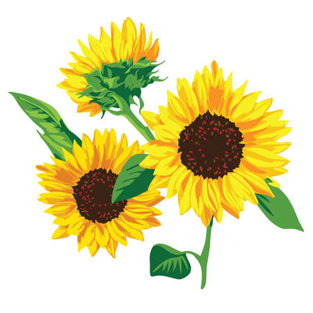 sunflowers on a white backgroundのイラスト素材