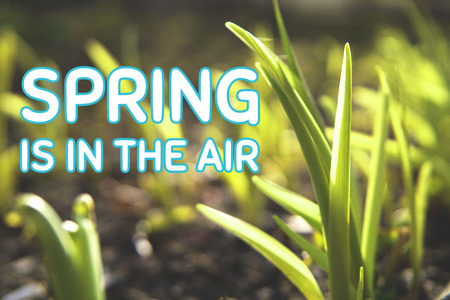 Spring concept. Green grass with text of white and blue letters Spring is in the air.の写真素材