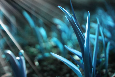 Blue fairy grass with beautiful light. Close up.の写真素材