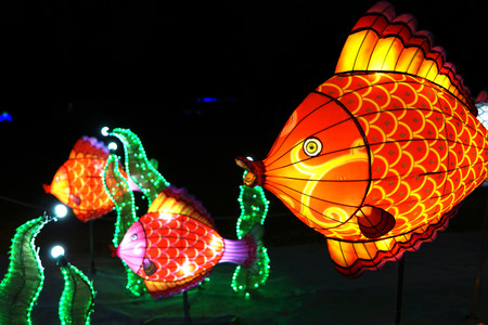 Chinese lantern festival. Some big bright swimming fishes.の写真素材