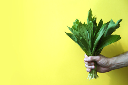 Man hand holding fresh ramson. Yellow background. Copy space.の写真素材