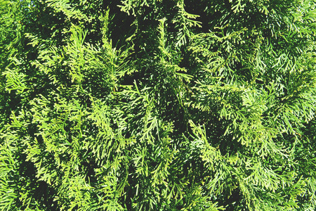 Green natural background. Hedge of thuja trees, close up.の写真素材