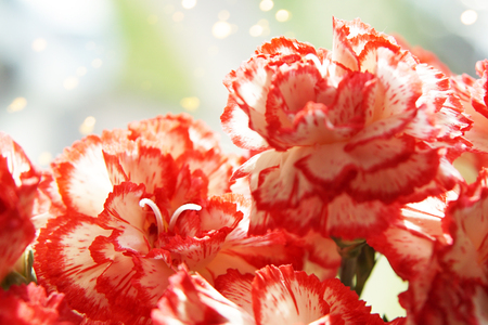 Card for Victory Day. Carnation in springtime, beautiful flowers.の写真素材