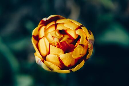 Close up image of closed yellow flower of tulip.の写真素材