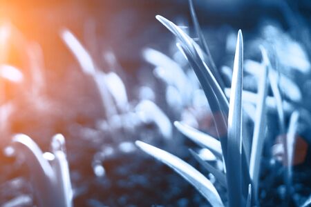 Background of blue grass and warm light. Close up. Place for your text.の写真素材