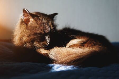 Close up image of laying black cat.の写真素材