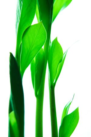 Frash green leaves of houseplant isolated on white backrgound. Spring concept. Vertical.の写真素材