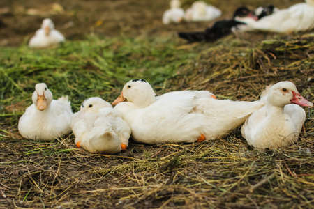 Portrait ducks are sitting on the grass clinging to each other on the chicken farmの写真素材