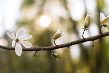 white magnolia blossoms in the park