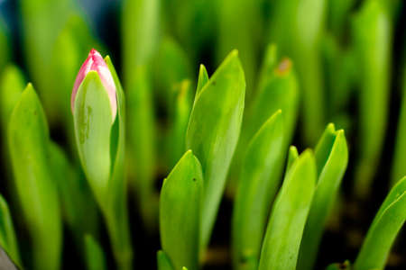 Beautiful spring flowers - tulips, buds, undiluted bundles of flowers, spring, first spring flowersの写真素材