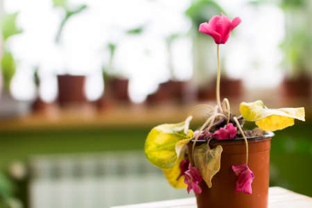 Sycamore red cyclamen flowers in pot on a window in balconyの写真素材