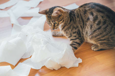 Cute cat playing with a roll of toilet paper, on a wooden background.の写真素材