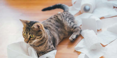 Cute cat playing with a roll of toilet paper, on a wooden background.の写真素材