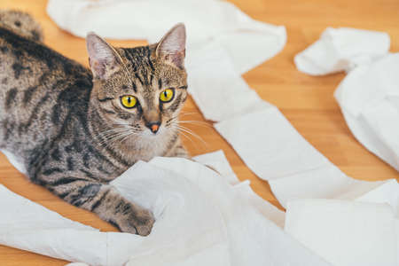 Cute cat playing with a roll of toilet paper, on a wooden background. The concept of fun and chaosの写真素材