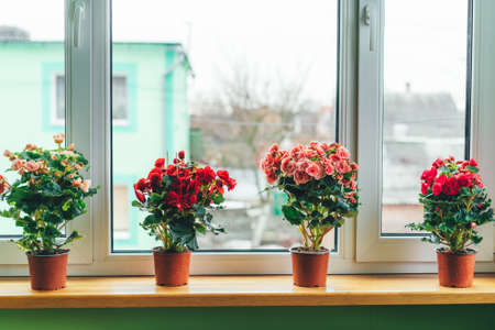 Bright begonias on the window. Gardening at home. Selective focus. Home mini plants on the windowsillの写真素材