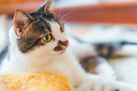 Portrait of a cat lying on a mat. The concept of adoption of animals. Place for text.の写真素材