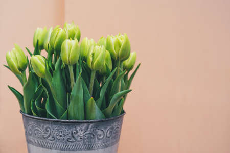 Bouquet of green tulips on a beige background. Copy space, horizontal