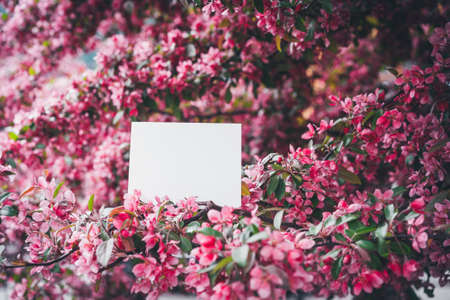 Spring composition. Greeting card mockup. Postcard between the flowering branches of sakura. Place for inspirational text or quote. Selected focusの写真素材