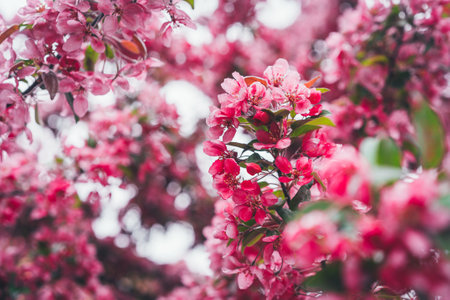 Spring composition. Flowering branches of cherry. Place for inspirational text or quote. Selected focus. Sakura.の写真素材