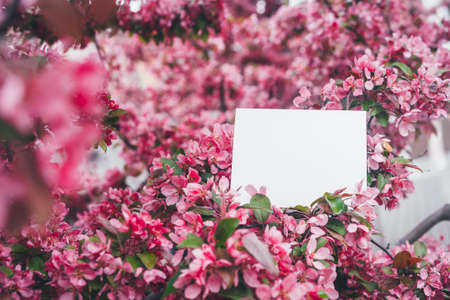 Spring composition. Greeting card mockup. Postcard between the flowering branches of sakura. Place for inspirational text or quote. Selected focusの写真素材