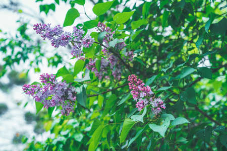 Blossoming purple lilacs in the spring. Selective soft focus.の写真素材