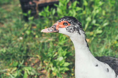 A muscovy duck Cairina moschata female walking outside on the grass. Close up portrait