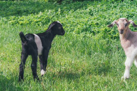 Couple of baby goat kids on the spring grass playing together.