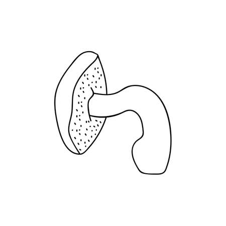 Single hand drawn buttercup mushroom for autumn decoration. Doodle vector illustration. Isolated on a white background.のイラスト素材