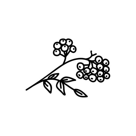 Single hand drawn rowan branch. Holidays doodles vector illustration. Isolated on a white background.のイラスト素材