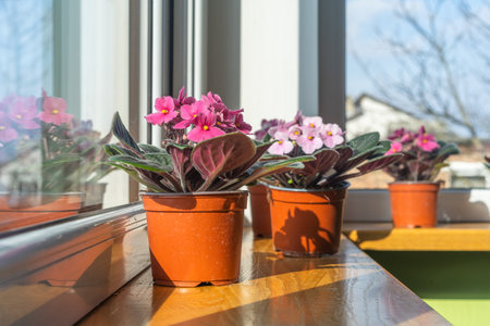 African violet. Home mini potted plants on the windowsill. Flowering saint paulias. Home gardening concept. selective focusの写真素材