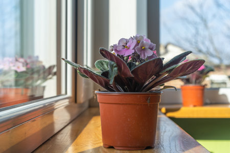 African violet. Home mini potted plants on the windowsill. Flowering saint paulias. Home gardening concept. selective focusの写真素材