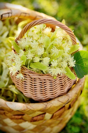 medical linden flowers harvest wicker basket on summer grassの写真素材