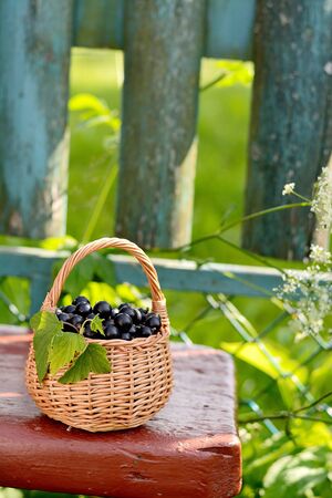 Fresh black currant in the basket on the old woodenの写真素材