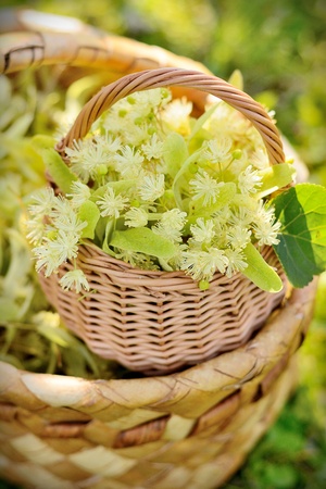 medical linden flowers harvest wicker basket on summer grassの写真素材