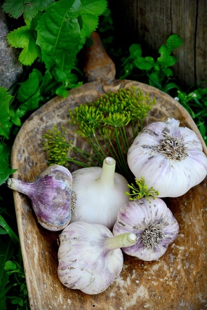 Violet  spring garlic in wooden wooden dipper in rustic styleの写真素材