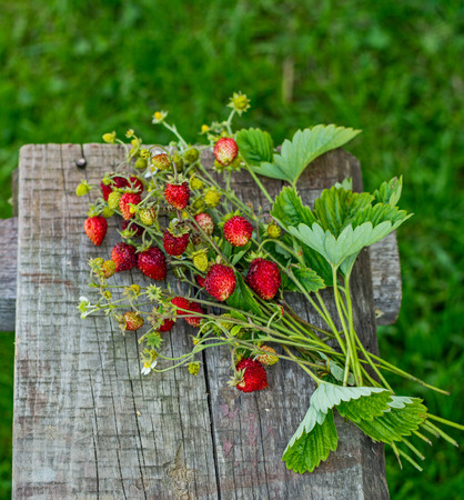 Sprigs of fresh wild strawberries on old garden bench in the garden. selective Focusの写真素材