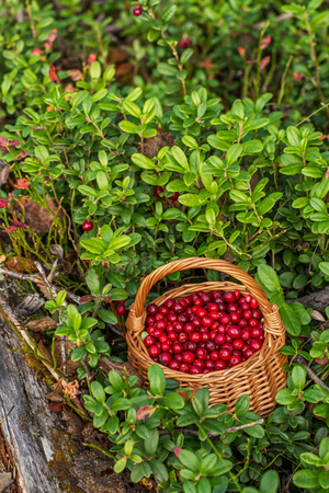 Fresh ripe cranberries in a wicker basket on an old stump in the woods on the edge. selective Focusの写真素材