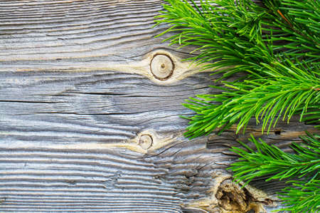 Branches of fresh bright fresh green fir on a wooden structural gray background.の写真素材