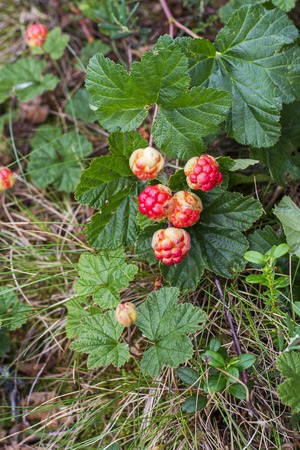 Keep up with the north cloudberries in the wild forest in the swamp on a white sphagnum moss....