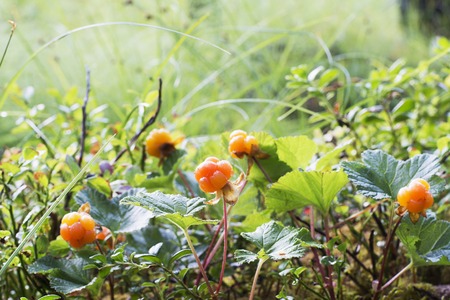 Ripe juicy cloudberries in the northern forest in a swamp covered with drops of dew
