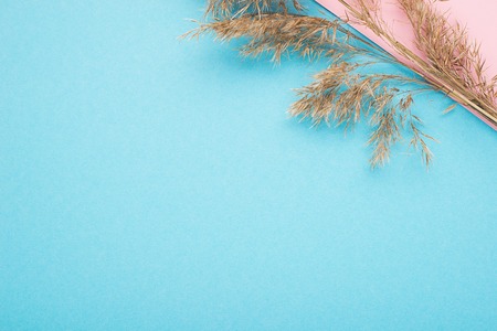 Abstract geometric color paper background with branch of marsh cane. The main trend of floristic design 2019. Horizontal, copy space.の写真素材