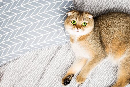 Scottish fold red-haired apricot ticked cat lies on a gray bedspread surrounded by pillows. Cozy house with a cat in scandy style. Good home furnishings with pets.の写真素材