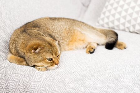 Cute ginger cat Scottish fold on a background of gray linen. The concept of home cute comfort with your favorite pets. Ecology at home. Horizontal..の写真素材