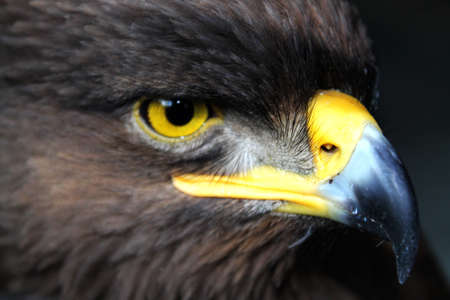 Look of Eagleの写真素材