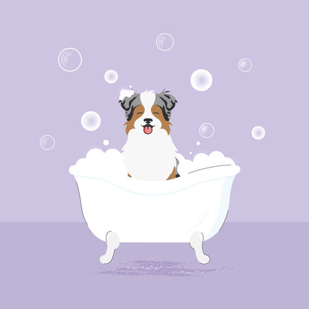 The banner of cute dog with bubbles in kawaii, flat vector style. Illustration of pet grooming for content, label, banner, graphic and greeting card. aussie. Australian shepherd. border collie.のイラスト素材