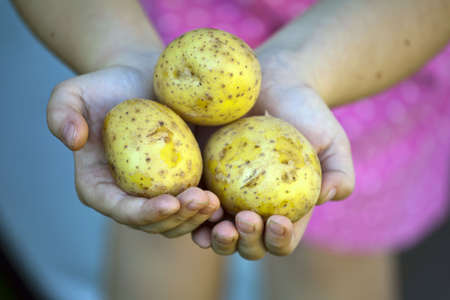 Fresh potatoes on a childs handsの写真素材