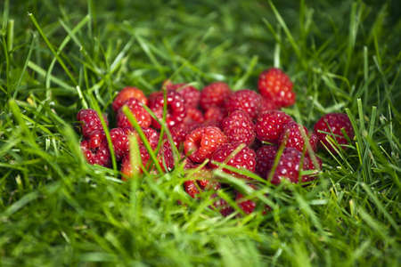 Group of fresh rasberries on a grassの写真素材